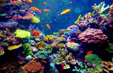 Дайвинг в Австралии, Большой Барьерный Риф, Diving in Australia, Great Barrier Reef