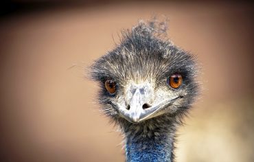 Эму Австралии, Emu in Australia