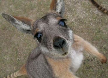 Kangaroo in Australia, Кенгуру в Австралии