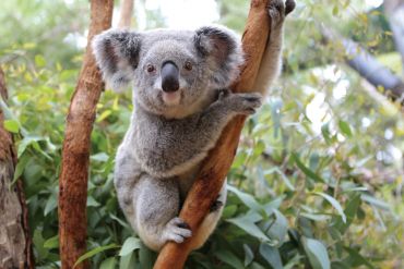 Koala in Australia, Коала в Австралии