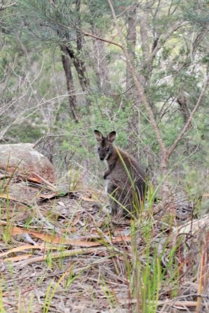Photo of the Roo in Tasmania