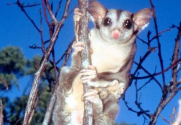 Possum in Australia, Поссум в Австралии